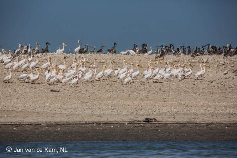 Bienvenue au Parc National du Banc d'Arguin (PNBA)