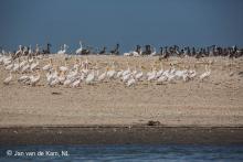 Bienvenue au Parc National du Banc d'Arguin (PNBA)